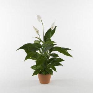 pianta spathiphyllum bianca