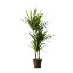 pianta dracena