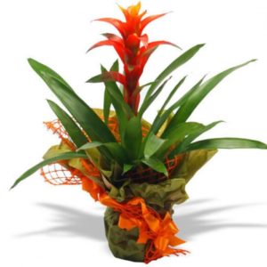 pianta guzmania a domicilio