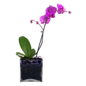 pianta orchidea