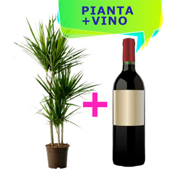 pianta dracena e bottiglia di vino rosso