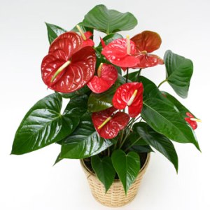 pianta di anthurium rossa