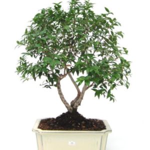 alberello bonsai