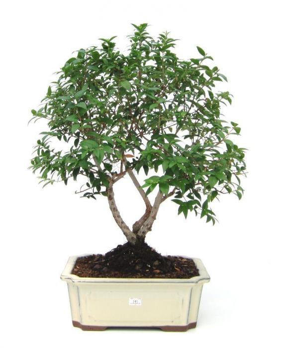 alberello bonsai
