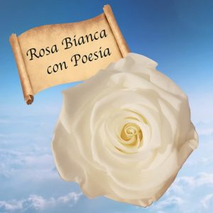 rosa bianca con poesia