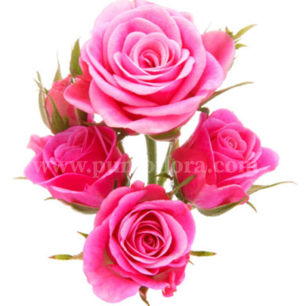 composizione di 5 rose rosa