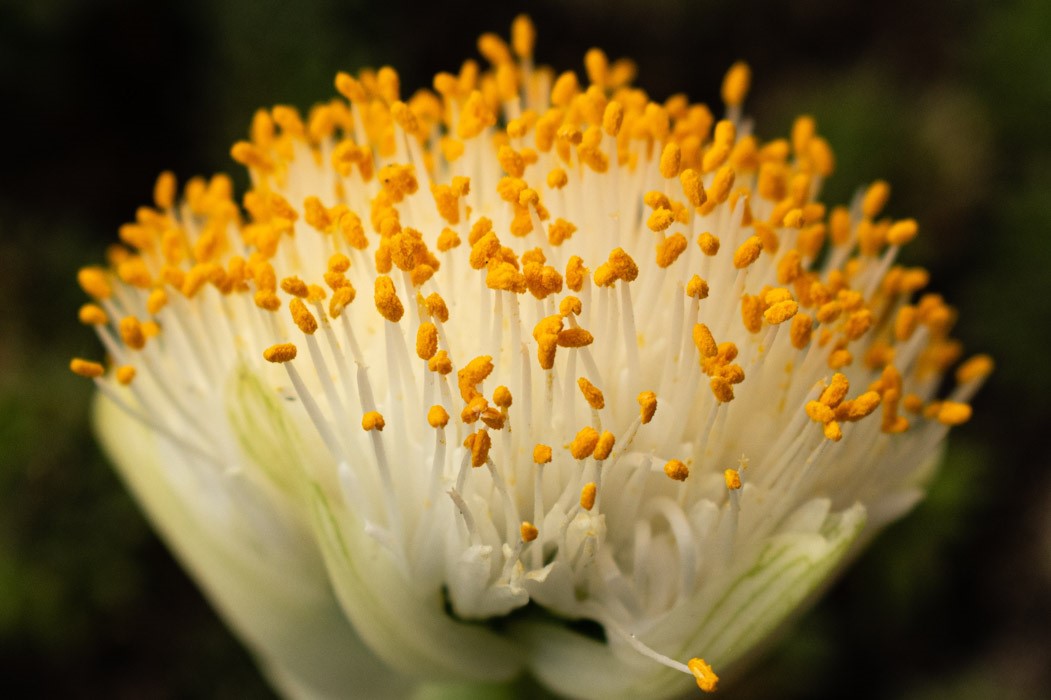 curiosità sui fiori