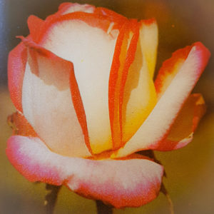 rosa della varietà Mitsouko 1970