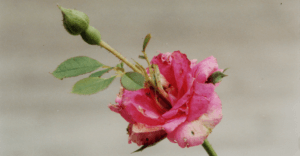 rosa con doppio bocciolo curiosità