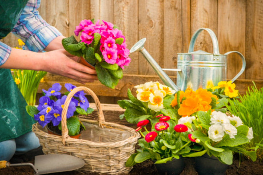 la cura dei fiori