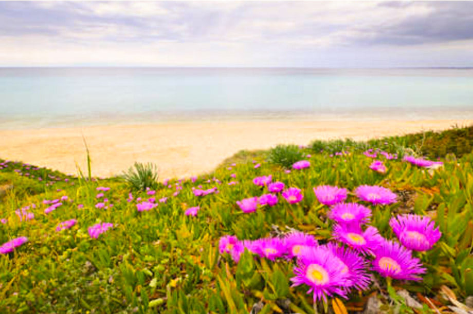 fiori in riva al mare