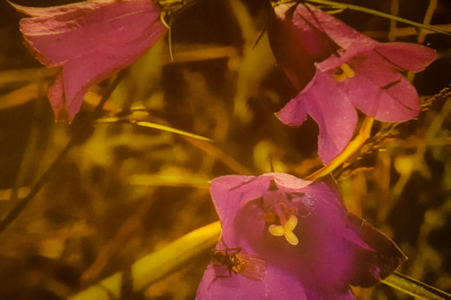 le piante con fiori