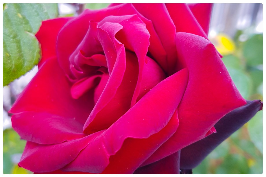 rosa rossa per san valentino