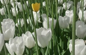 tulipani bianchi